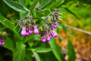 Magenta Common Comfrey blossoming off green leafy foliage with blurred dirt background