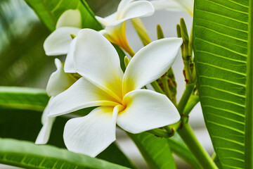 Fototapeta na wymiar Close up of white and yellow flowers on Plumera Alba in tropical setting