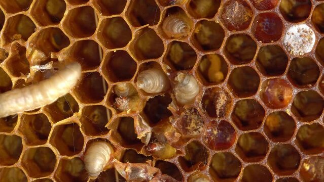 Greater wax moth larvae. Wax moth eat beeswax. Wax moth a beekeeping pest. Honeycomb moth