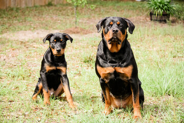 7 month old male and 3 year old female purebred rottweilers sitting together 