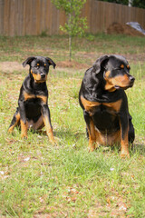 7 month old male and 3 year old female purebred rottweilers sitting together 