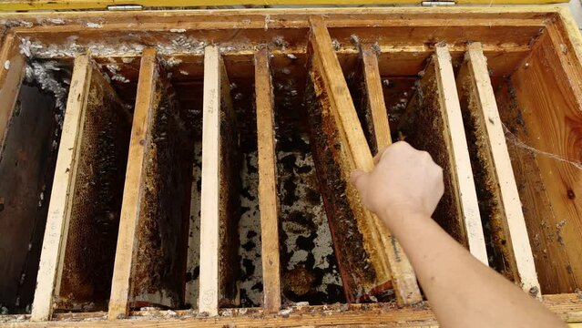 Wax moth a beekeeping pest. Damage to stored combs and hive material. Wax moth larvae and webbing on old combs