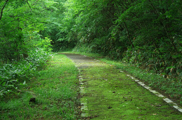 Fototapeta premium 苔の生えた遊歩道