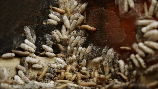 Bee wax moth cocoons stuck onto beehive. Larvae may damage frames and hives by chewing the wood to make cavities for cocoons.