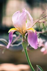 Purple, blue, and yellow iris flag 