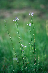 Blooming purple wildflowers by the many 