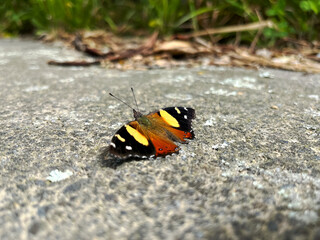Native New Zealand Yellow Admiral butterfly