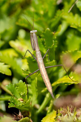 Young European mantis (Mantis religiosa) in the garden in the summer.