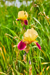 Vertical of two purple and yellow blooming Bearded Iris flowers and Orchardgrass