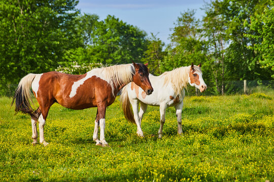Two brown and white paint horses standing in sunny yellow field one with multicolored mane