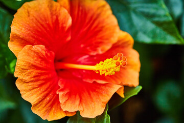 Red hibiscus flower with pop of orange color on petal tips and yellow pistil in tropical setting