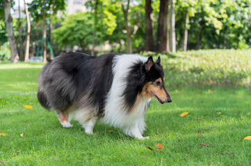 Scottish Shepherd walks on grass in the park