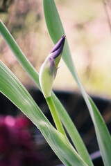 Obraz premium Iris' about to bloom in the yard 