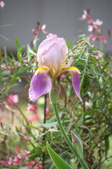 Purple, blue, and yellow iris flag 