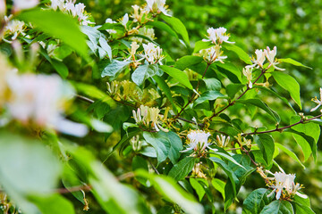 Honeysuckle, bush, plant, white flowers, light green background asset