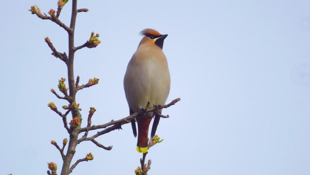 bohemian waxwing bird perched in tree, calling, takes off