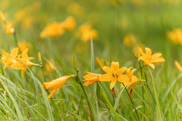 ニッコウキスゲ