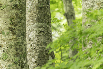 夏のブナ