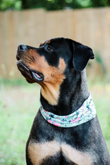 Mature female rottweiler in a sitting pose 