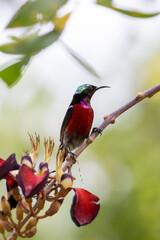 The beauty of the Sunbird in the nature of Thailand.