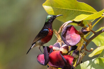 The beauty of the Sunbird in the nature of Thailand.