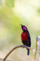 The beauty of the Sunbird in the nature of Thailand.