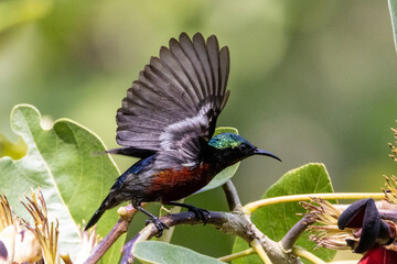 The beauty of the Sunbird in the nature of Thailand.