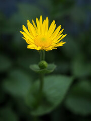 delicate bright yellow heliopsis flowers on a dark blurred background