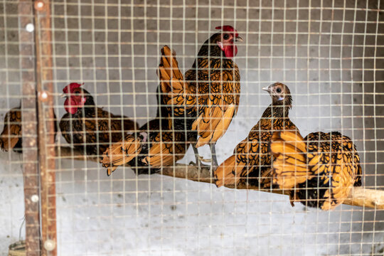 Golden sebright chicken bird in the cage. Selective focus.