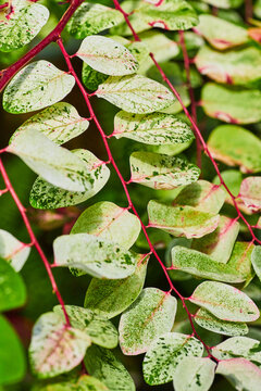 Breynia disticha Snowbush plant with hot pink stems leading to colorful light and dark green leaves