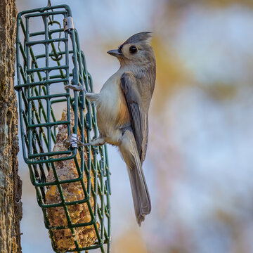 Tufted Titmouse Coming in for a Landing to Grab a Bite to Eat from the Bird Feeder