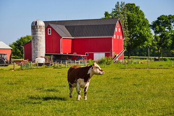 Brown and white cow standing in green pasture with red barn and white silo behind it