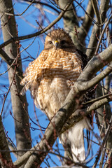 Red-Shouldered Hawk, buteo lineatus, lurking on branch