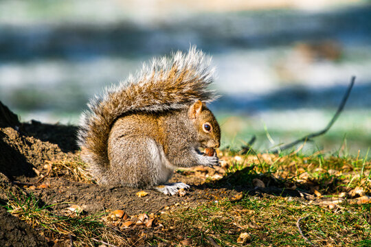 Brown and gray squirl sitting on the ground, eating
