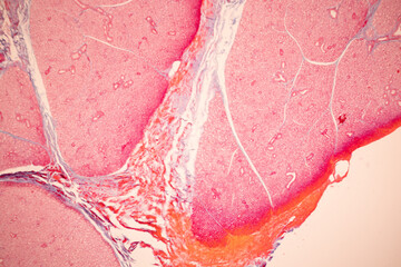 Showing Light micrograph of the Tongue human , Tooth human, Parotid  gland human and Oesophagus...