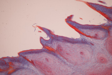 Showing Light micrograph of the Tongue human , Tooth human, Parotid  gland human and Oesophagus...