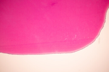 Showing Light micrograph of the Tongue human , Tooth human, Parotid  gland human and Oesophagus human under the microscope for education in the laboratory.