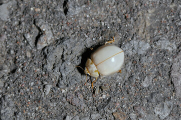 シロトホシテントウの白化個体（北海道・知床）
