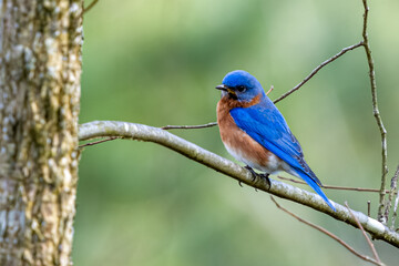 Male Eastern Bluebird Perched on Budding Limb in Early Spring