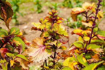 Coleus scutellarioides, commonly known as coleus, is a species of flowering plant in the family Lamiaceae