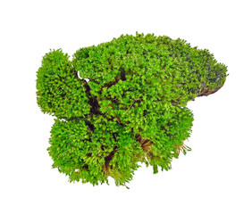 Green moss transparent png