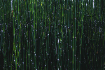 Fototapeta premium Green tropical leaves background. nature green background concept