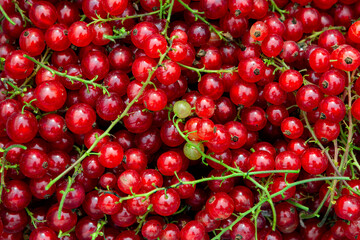 Freshly picked redcurrants background, top view, healthy nutrition