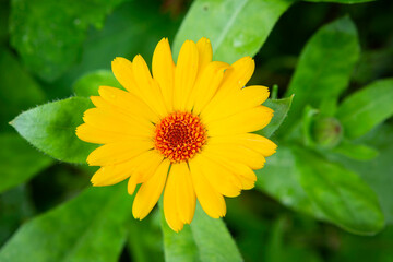 Yellow calendula flower in close-up. The concept of a medicinal plant.