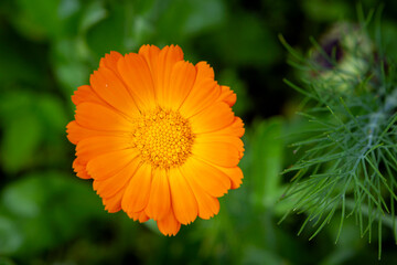 Yellow calendula flower in close-up. The concept of a medicinal plant.