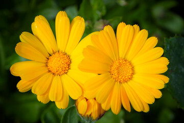 Yellow calendula flower in close-up. The concept of a medicinal plant.