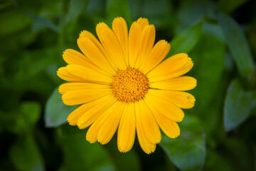 Yellow calendula flower in close-up. The concept of a medicinal plant.