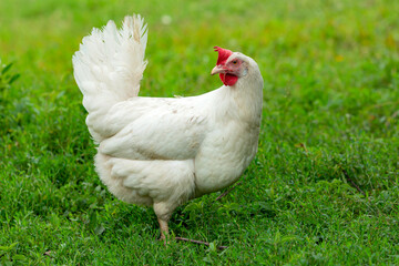 Big organic roaming natural white and village chicken..
