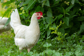 Big organic roaming natural white and village chicken..
