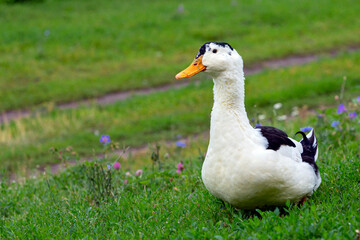 Portrait of a colorful duck on a background of green grass. Domestic waterfowl.
